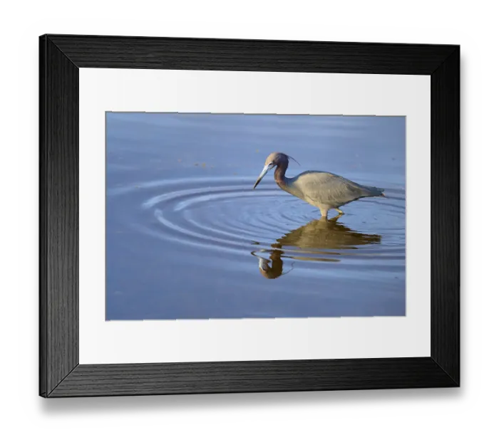 Framed Print : Great Blue Heron (Egretta caerulea)