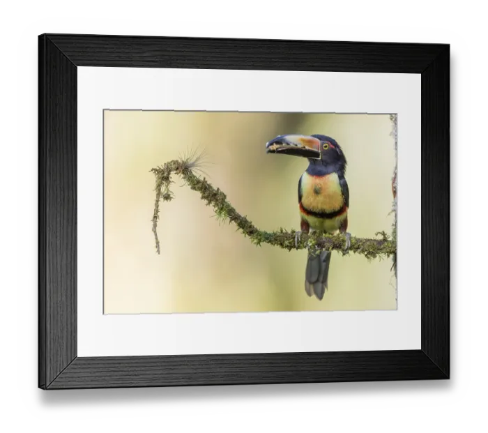 Framed Print : Collared aracari (Pteroglossus torquatus) with piece of banana on branch Framed Print : Collared aracari (Pteroglossus torquatus) with piece of banana on branch