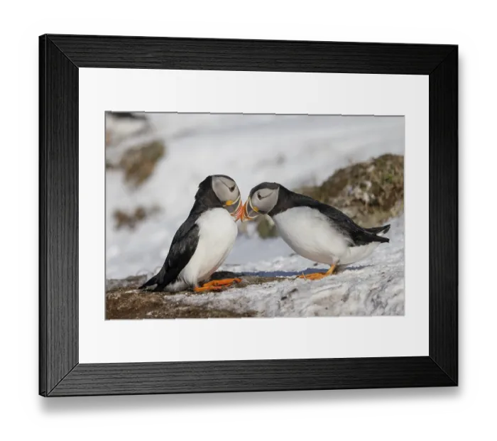 Framed Print : Puffin (Fratercula arctica), beak in greeting Framed Print : Puffin (Fratercula arctica), beak in greeting