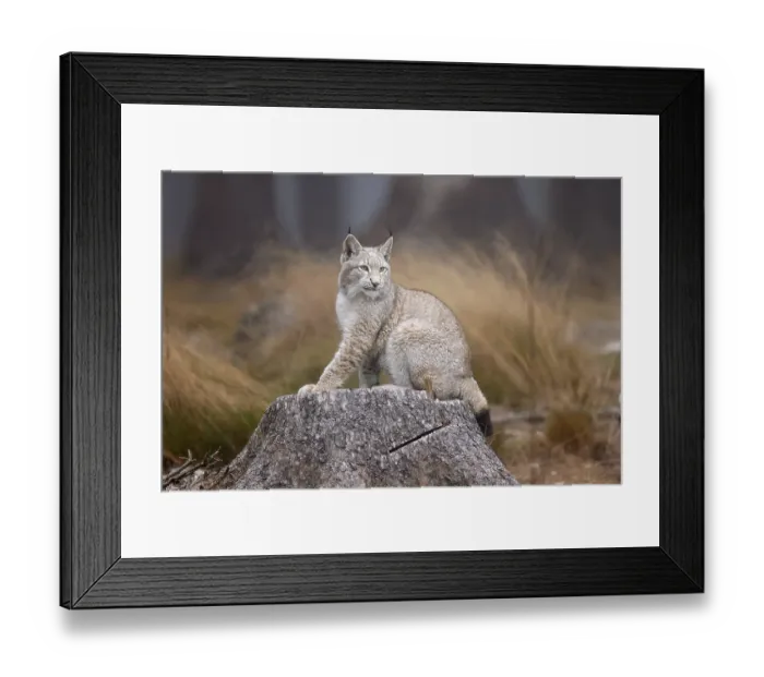 Framed Print : Eurasian lynx (Lynx lynx), on a tree trunk in a forest