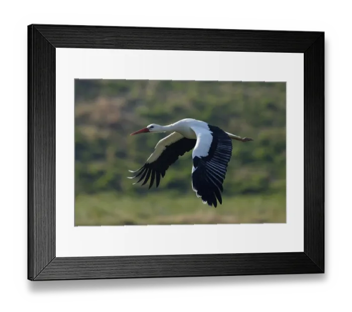 Framed Print : White stork (Ciconia ciconia) in flight