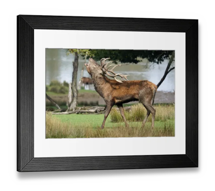 Framed Print : Red deer (Cervus elaphus), stag roaring during the rut