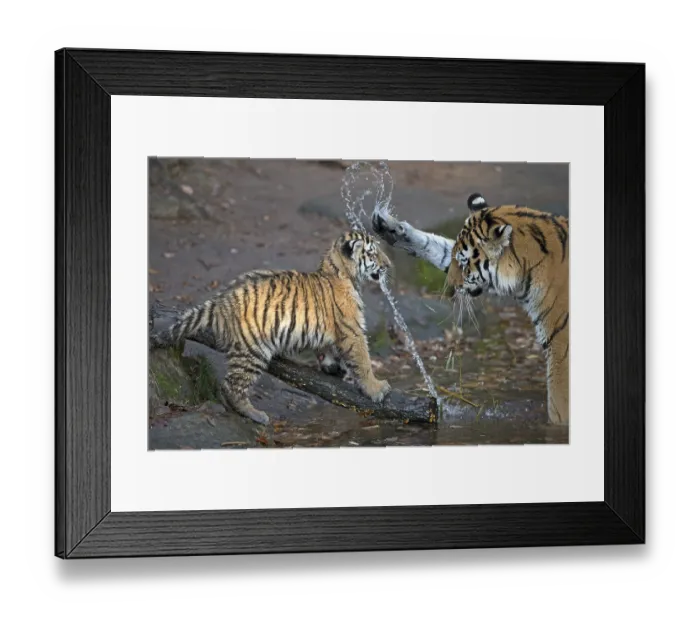 Framed Print : A tiger young playing with an adult tiger and splashing water