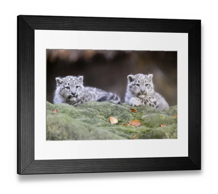 Framed Print : Two attentive snow leopard cubs lying behind a log