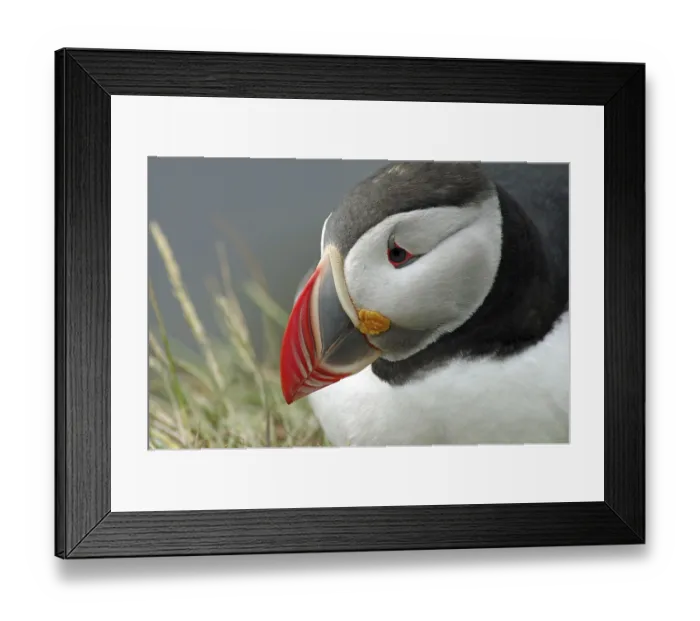 Framed Print : Puffin (Fratercula arctica) portrait Framed Print : Puffin (Fratercula arctica) portrait