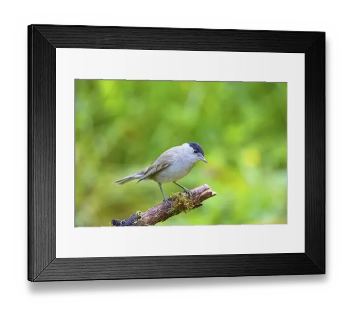 Framed Print : Blackcap (Sylvia atricapilla)