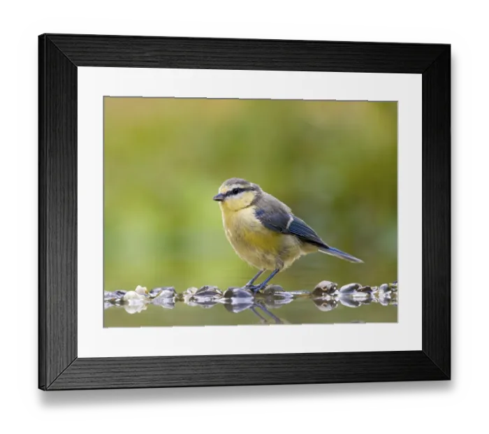 Framed Print : Blue tit (Cyanistes caeruleus) standing in shallow water