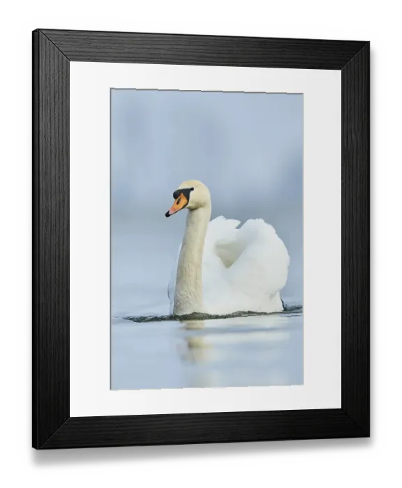 Framed Print : Mute swan (Cygnus olor), swimming in water