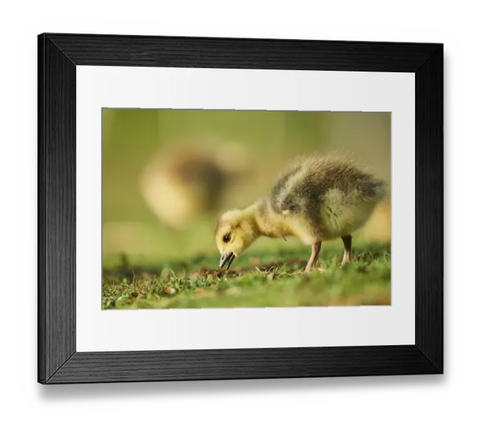 Framed Print : Canada goose (Branta canadensis) chick on a meadow