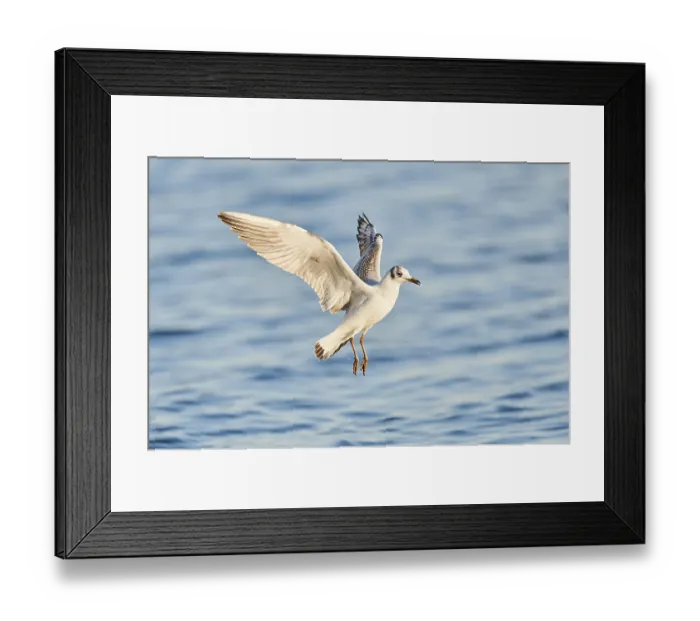 Framed Print : Black-headed gull (Chroicocephalus ridibundus) flying above danubia river