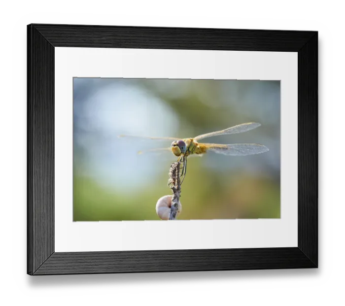 Framed Print : Red-veined darter (Sympetrum fonscolombii) or nomad Framed Print : Red-veined darter (Sympetrum fonscolombii) or nomad