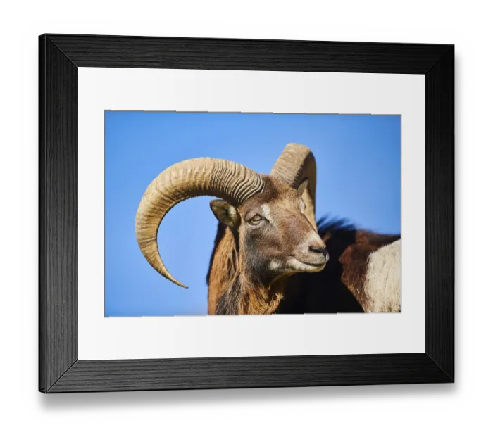 Framed Print : European mouflon (Ovis aries musimon ram (male) portrait in the alps