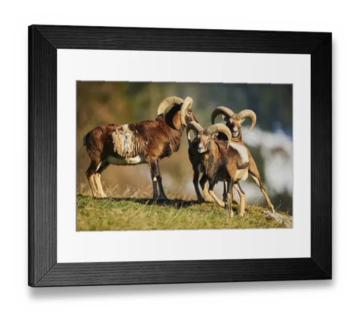 Framed Print : European mouflon (Ovis aries musimon) ram (male) in the alps Framed Print : European mouflon (Ovis aries musimon) ram (male) in the alps