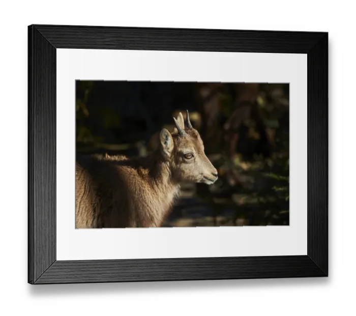 Framed Print : Alpine ibex (Capra ibex) youngster in the wildlife Park Aurach near Kitzbuehl