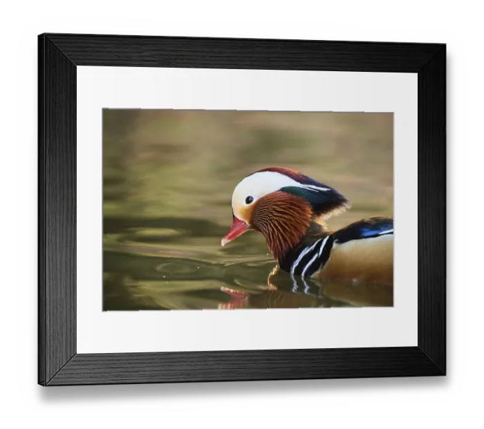 Framed Print : Mandarin duck (Aix galericulata) male swimming in a lake