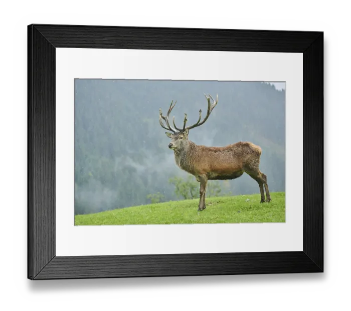 Framed Print : Rothirsch (Cervus elaphus) Maennchen bei der Brunft in den Alpen Framed Print : Rothirsch (Cervus elaphus) Maennchen bei der Brunft in den Alpen