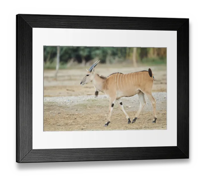 Framed Print : Common eland (Taurotragus oryx) in the dessert Framed Print : Common eland (Taurotragus oryx) in the dessert