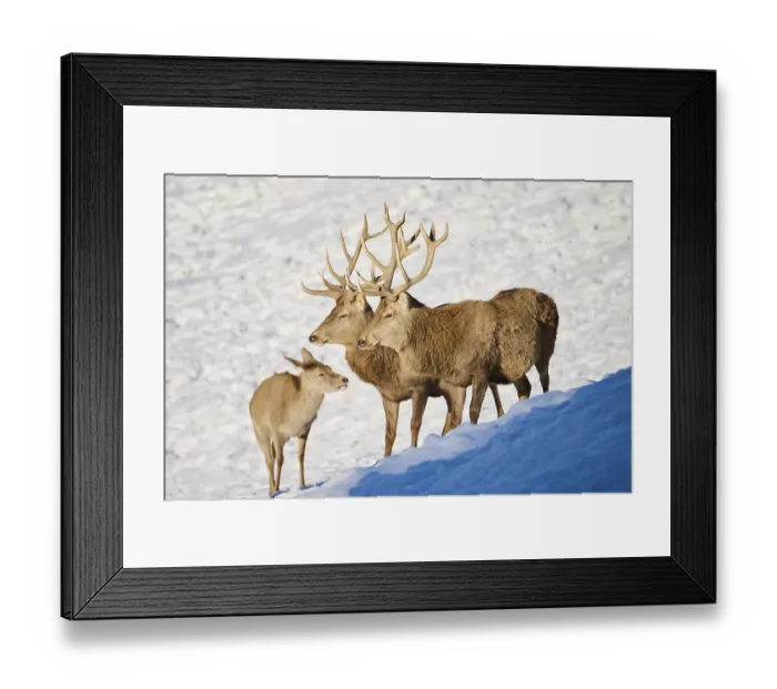Framed Print : Red deer (Cervus elaphus) stags on a snowy meadow in the mountains in tirol