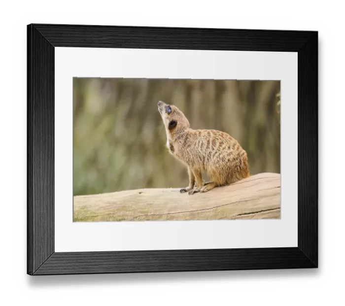 Framed Print : Meerkat (Suricata suricatta) sitting on the ground
