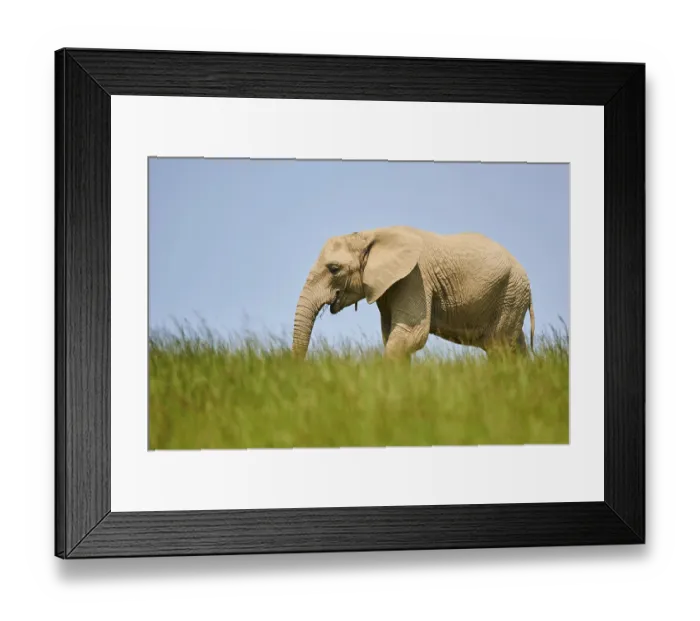 Framed Print : African bush elephant (Loxodonta africana) calf