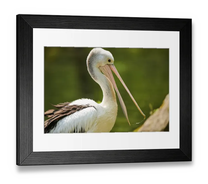 Framed Print : Australian pelicans (Pelecanus conspicillatus)
