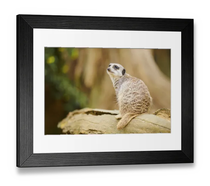 Framed Print : Meerkat (Suricata suricatta) sitting on a tree trunk