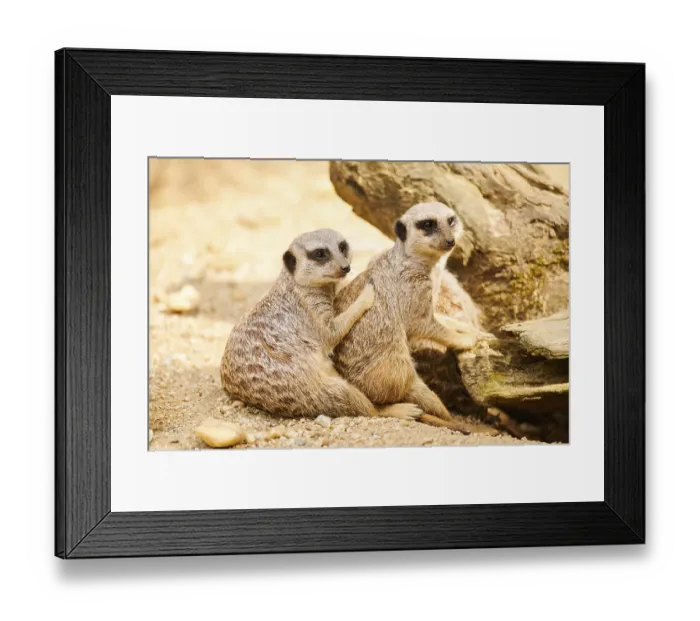 Framed Print : Meerkats (Suricata suricatta) sitting on the ground