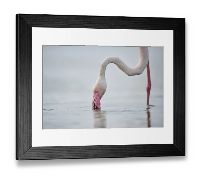 Framed Print : Greater Flamingo (Phoenicopterus roseus) standing in the water