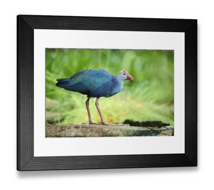 Framed Print : Western swamphen (Porphyrio porphyrio) standing on a rock Framed Print : Western swamphen (Porphyrio porphyrio) standing on a rock