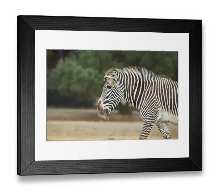Framed Print : Plains zebra (Equus quagga) walking in the dessert Framed Print : Plains zebra (Equus quagga) walking in the dessert