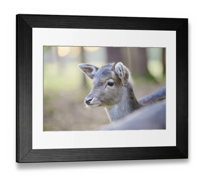 Framed Print : Fallow deer (Dama dama) fawn, portrait Framed Print : Fallow deer (Dama dama) fawn, portrait