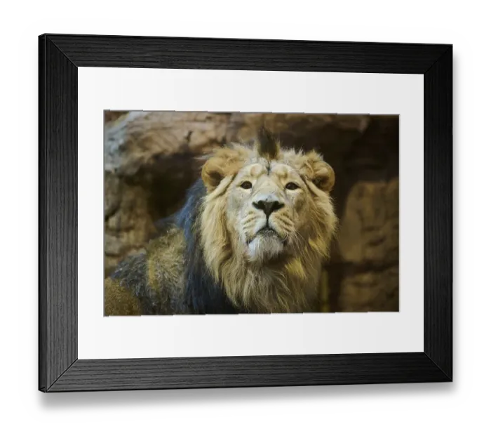 Framed Print : Asiatic lion (Panthera leo persica) male Framed Print : Asiatic lion (Panthera leo persica) male