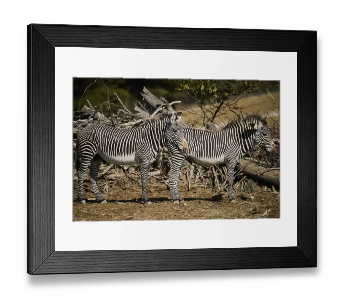 Framed Print : Plains zebras (Equus quagga) standing on the ground