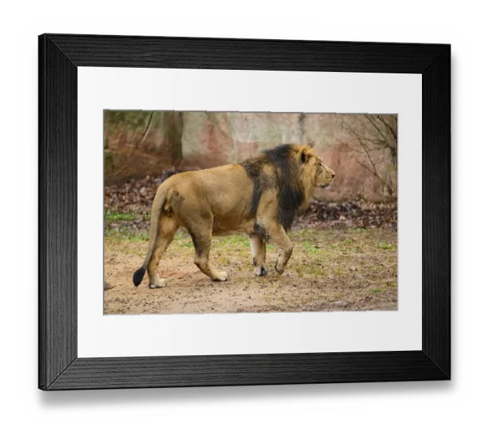 Framed Print : Asiatic lion (Panthera leo persica) male in the desssert