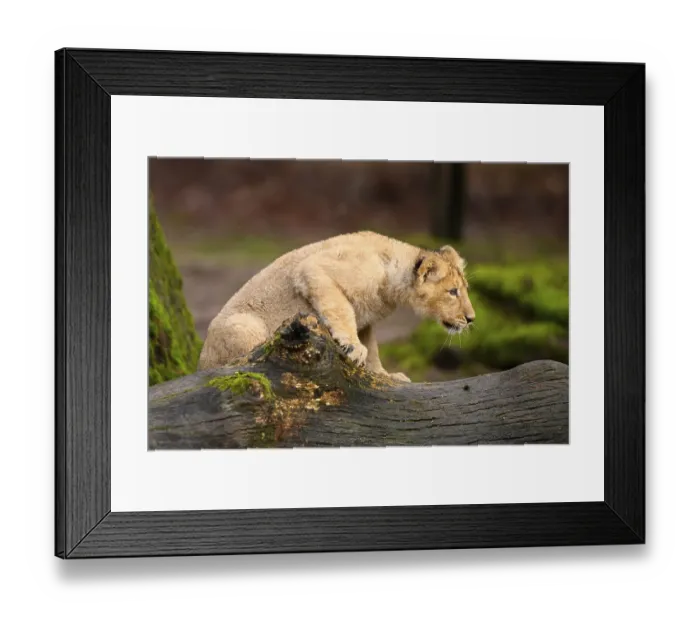 Framed Print : Asiatic lion (Panthera leo persica) cub climbing on a tree Framed Print : Asiatic lion (Panthera leo persica) cub climbing on a tree