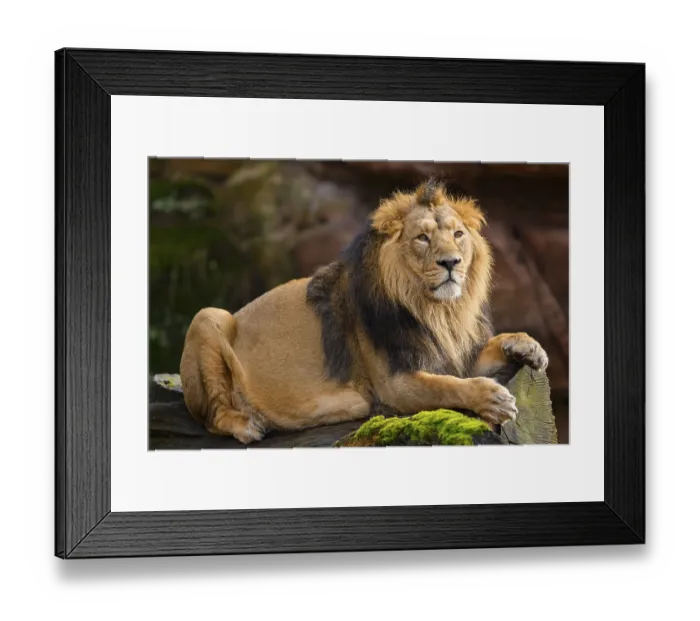 Framed Print : Asiatic lion (Panthera leo persica) male lying on a tree trunk
