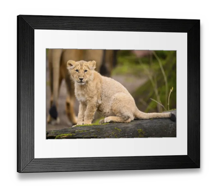 Framed Print : Asiatic lion (Panthera leo persica) cub sitting on a tree trunk Framed Print : Asiatic lion (Panthera leo persica) cub sitting on a tree trunk