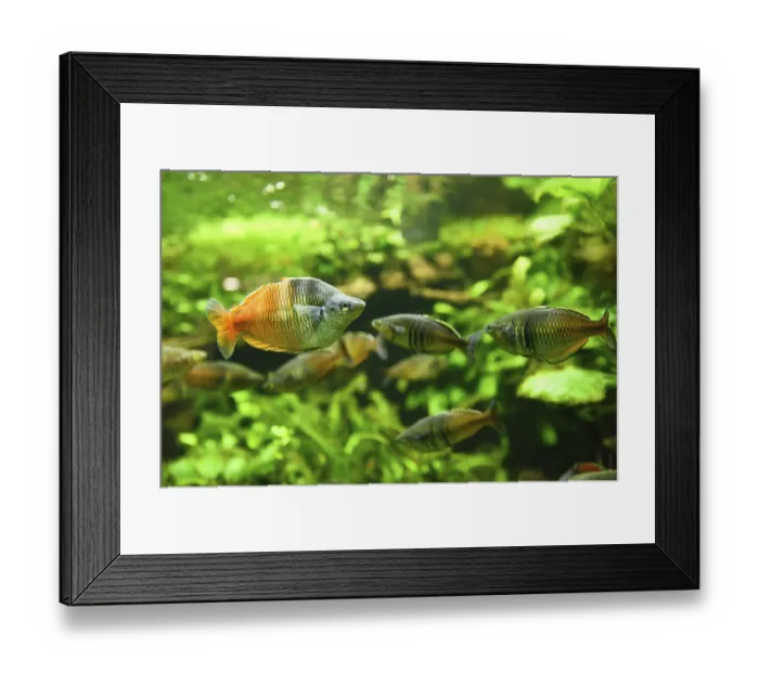 Framed Print : Close-up of Boeseman's rainbowfish (Melanotaenia boesemani) Framed Print : Close-up of Boeseman's rainbowfish (Melanotaenia boesemani)