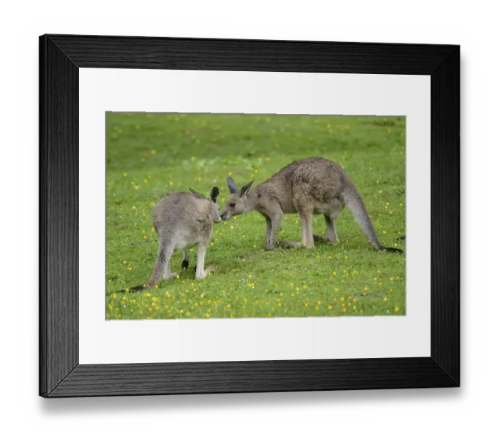 Framed Print : Two Eastern grey kangaroos (Macropus giganteus) kissing on a meadow on a rainy day