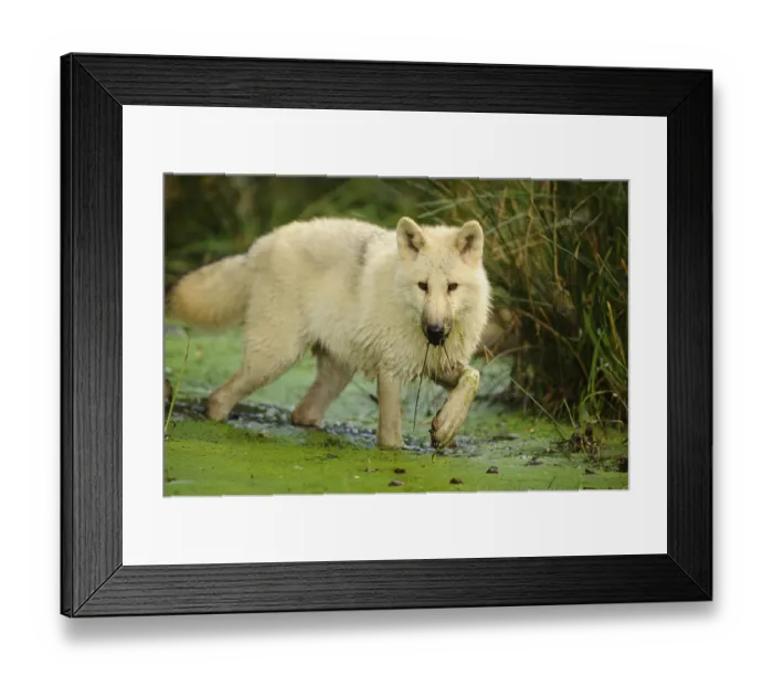 Framed Print : Arctic wolf (Canis lupus arctos) in a pond Framed Print : Arctic wolf (Canis lupus arctos) in a pond