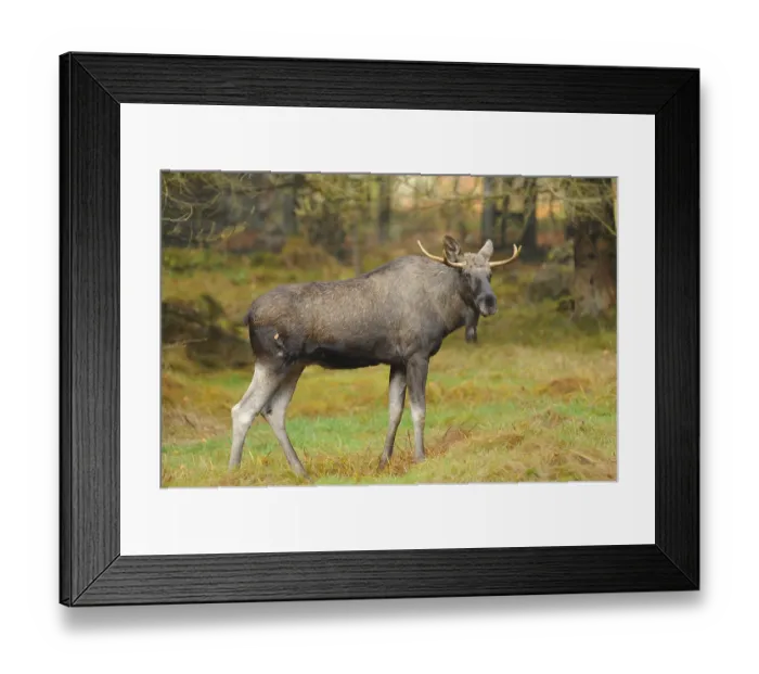 Framed Print : Close-up of an Eurasian elk (Alces alces) or moose in autumn in the bavarian forest