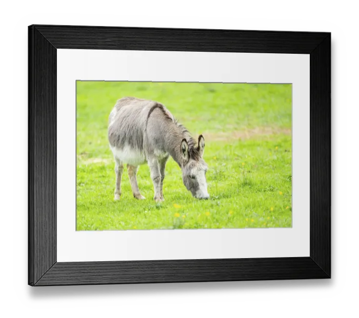 Framed Print : Donkey (Equus africanus asinus) standing on a meadow