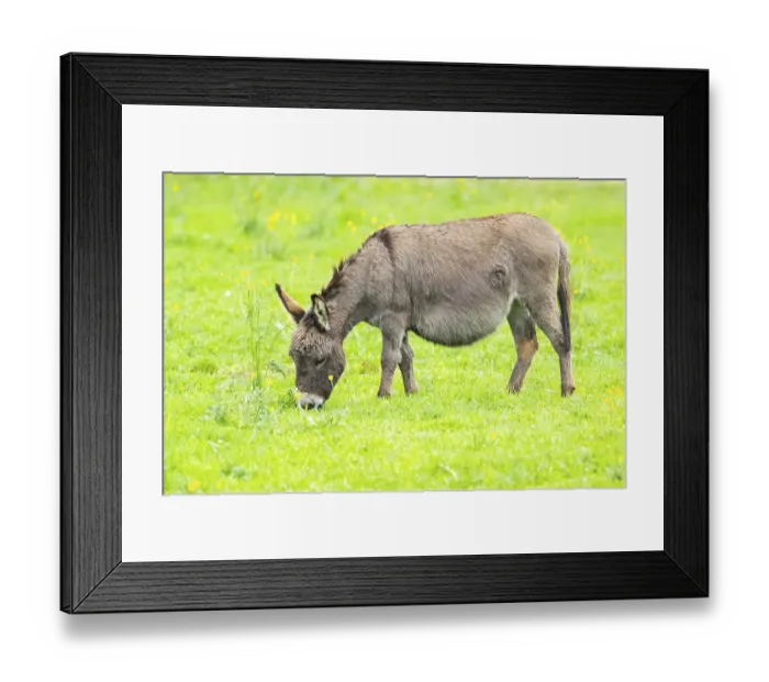 Framed Print : Donkey (Equus africanus asinus) standing on a meadow