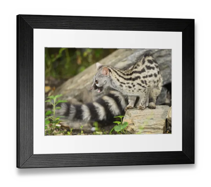 Framed Print : Common genet (Genetta genetta) Framed Print : Common genet (Genetta genetta)