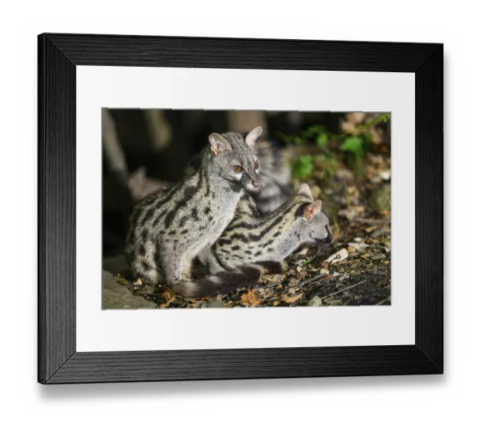 Framed Print : Two Common genets (Genetta genetta) Framed Print : Two Common genets (Genetta genetta)