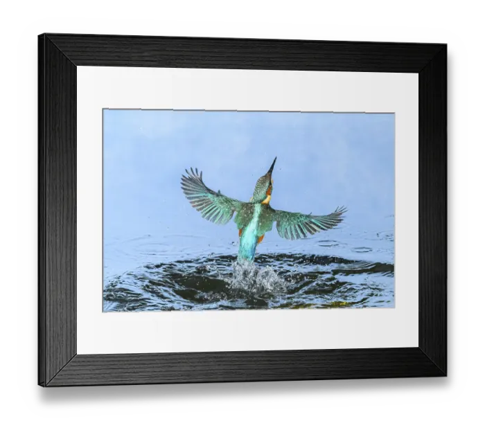 Framed Print : Common kingfisher (Alcedo atthis) flying out of the water after hunting fish