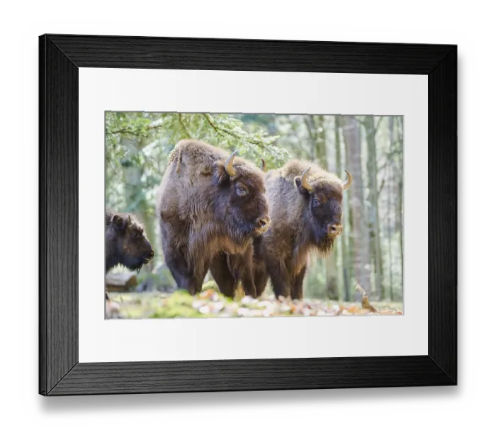 Framed Print : European bison (Bison bonasus) in a forest in spring