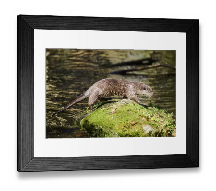 Framed Print : Eurasian otter (Lutra lutra) running over rocks in the bavarian forest
