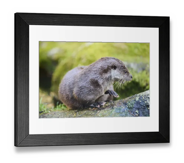 Framed Print : Eurasian otter (Lutra lutra) on a rock in the bavarian forest