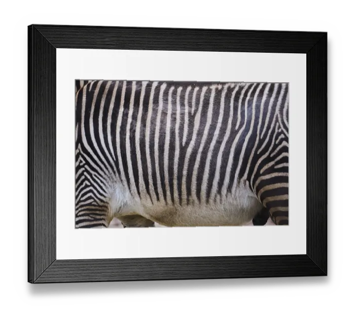 Framed Print : Grevy's zebra (Equus grevyi), detail